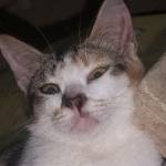 Aji Bayi Profile Picture